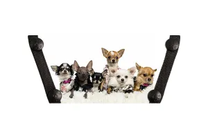 Chihuahuas