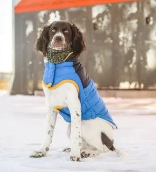 GFpet Scout Jacket