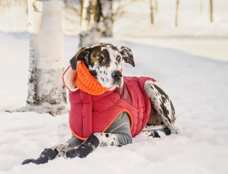 GFpet Scout Jacket